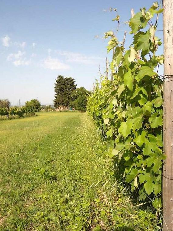 Podere San Guglielmo Casa de hóspedes Sarteano Exterior foto